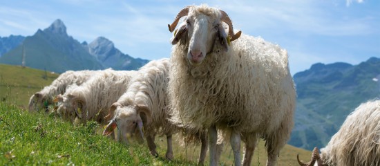 Gare à la durée d’une convention pluriannuelle de pâturage !